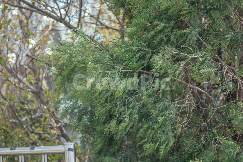 나무,초록색,힐링,푸른나무,길,식물,자연,plants,nature