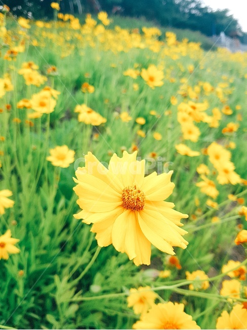 꽃,노란꽃,자연,풍경,노랑,식물,자연,plants,nature,꽃,flower