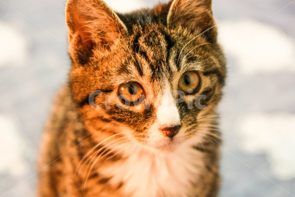 고양이,cat,고양이사진,반려동물,동물사진,애완동물,동물,반려묘,pet,동물,animal,포유류,mammal,고양이,cat,kitten,kitty