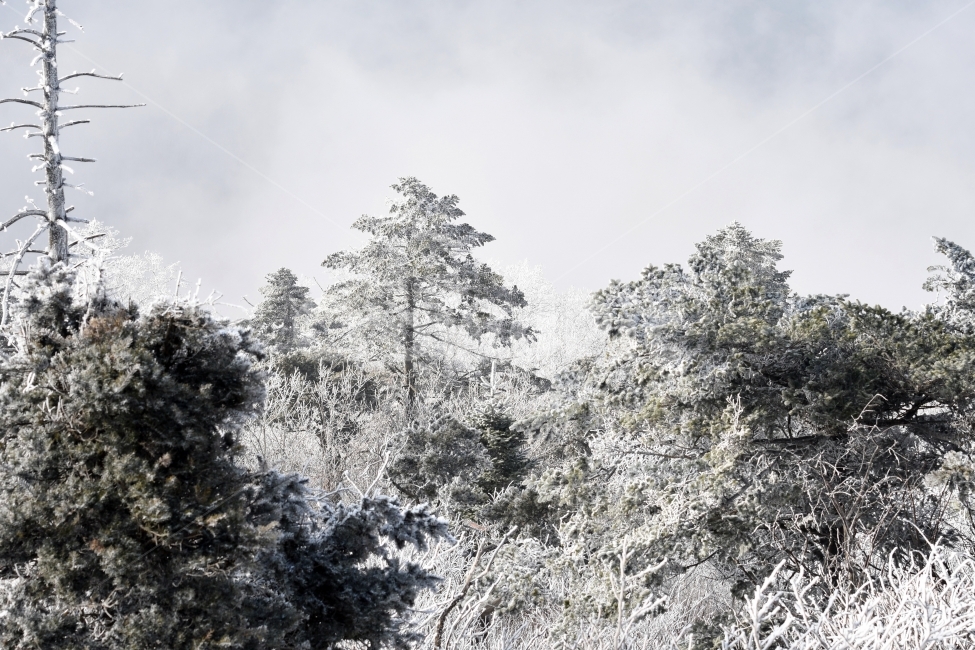 눈,풍경,겨울,눈꽃,상고대,바람,서리,추위,산,나무,고목,겨울,계절,winter,season,자연,풍경,nature,landscape,식물,plants,나무,trees,wood,tree,plant,outdoors,옥외,fir,전나무