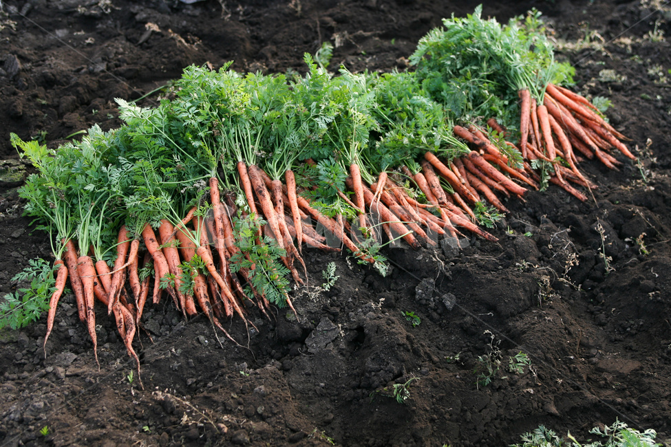 야채,당근,다이어트,건강,유기농,제주,농장,자연,carrot,carrots,food,vegetable,fresh,orange,bunch,organic,healthy,vegetables,green,raw,isolated,root,agriculture,garden,diet,market,vegetarian,leaf,white,harvest,vitamin,ripe,nature,carrotcarrot,farm,closeup,color,colorful,country,diete,cofarmer,farmersmarket,farming,background,greenhealthhealthyfoodshealthylifehealthylifestylehealthylifestylebackground,jejuisland,jejukorea,natural,naturelandscape,nutrition,organicbackground,organicfarm,음식,식재료,요리,food,cook,meal,dishes,food reserves,채소,야채,vegetables,산업,industry,industrial,농업,농사,agriculture,farming,farming industry