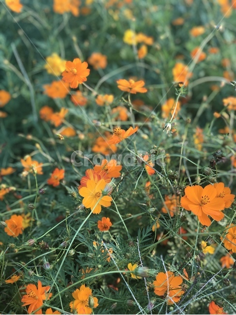 식물,잎,꽃,주황색,코스모스,황화코스모스,plant,leaf,flower,cosmos,orange,blossom,식물,자연,plants,nature,꽃,flower