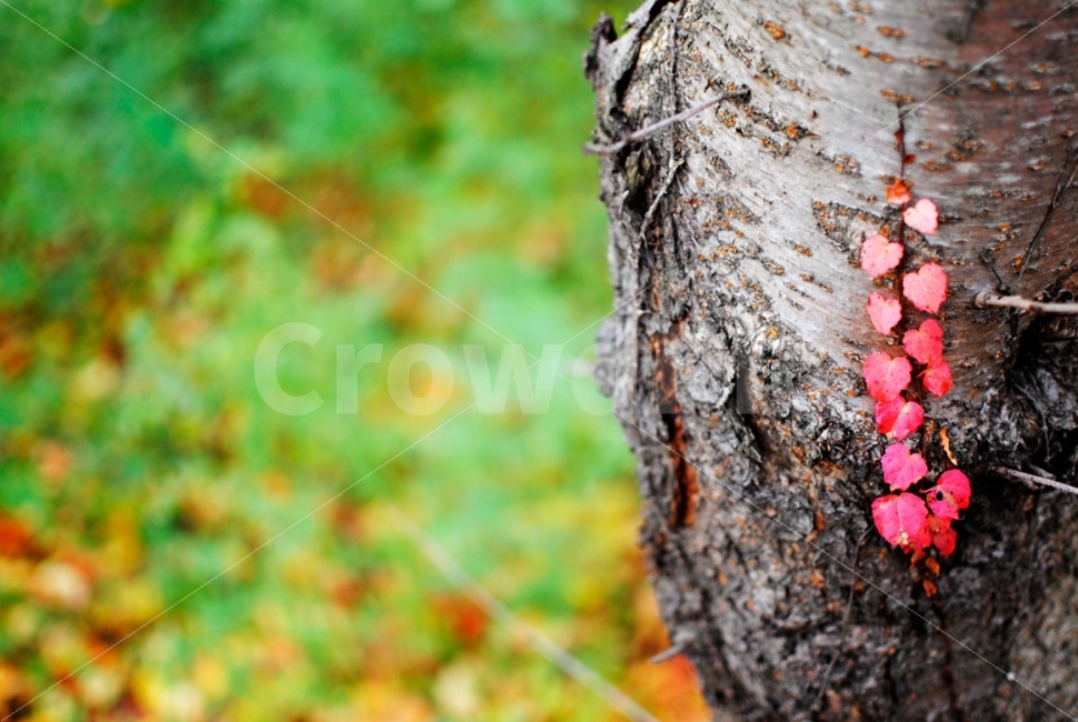 가을,단풍,낙엽,나무,자연,tree,autumn,fall,nature,산책,가을,계절,fall,autumn,season,식물,자연,plants,nature,감성,sensible,feeling,plant,leaf,잎