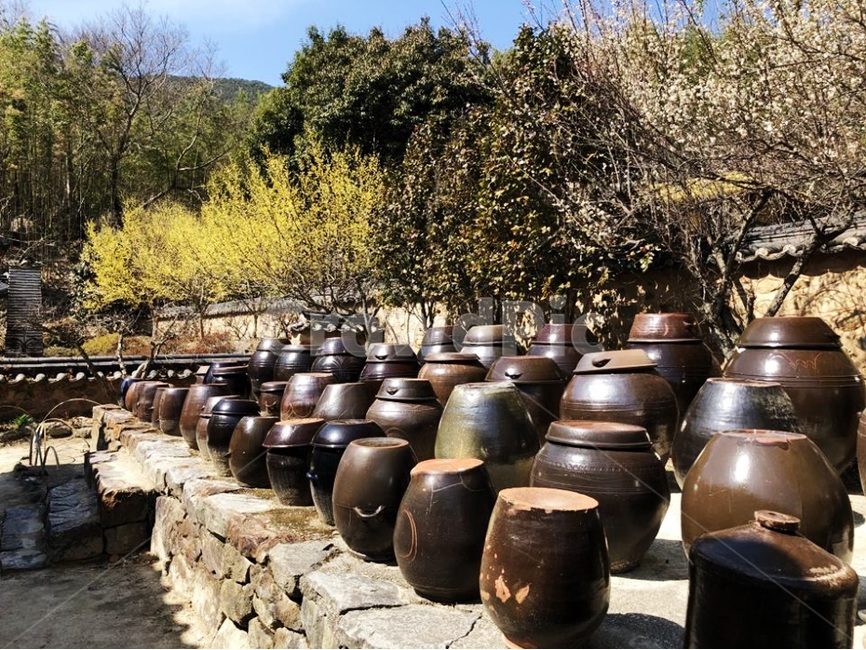 옹기,봄,개나리,풍경,질서,전통,traditional,한국전통,한국문화,korean traditional,korean culture,사물,물건,오브젝트,thing,object,matter