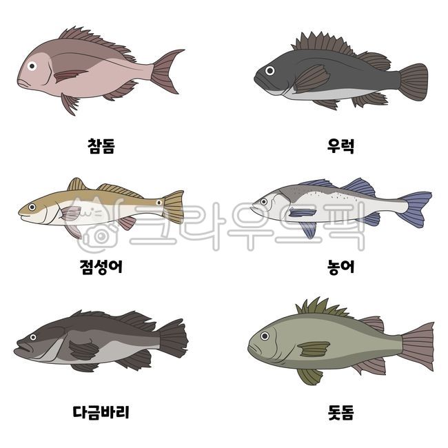 바다고기,생선,참돔,우럭,점성어,농어,다금바리,돗돔,해양생물,물고기,낚시,어류,바다,회,어류도감,일러스트