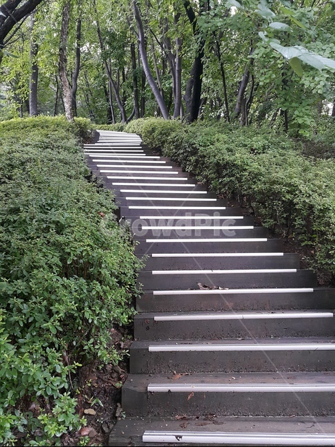 계단,산책로,푸르름,나무,가파른