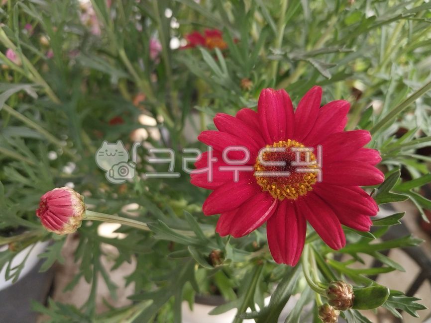marguerite,margueritedaisy,parisdaisy,꽃,꽃잎,마가렛꽃,마가렛데이지,목마가렛꽃,flower,leaf,petal