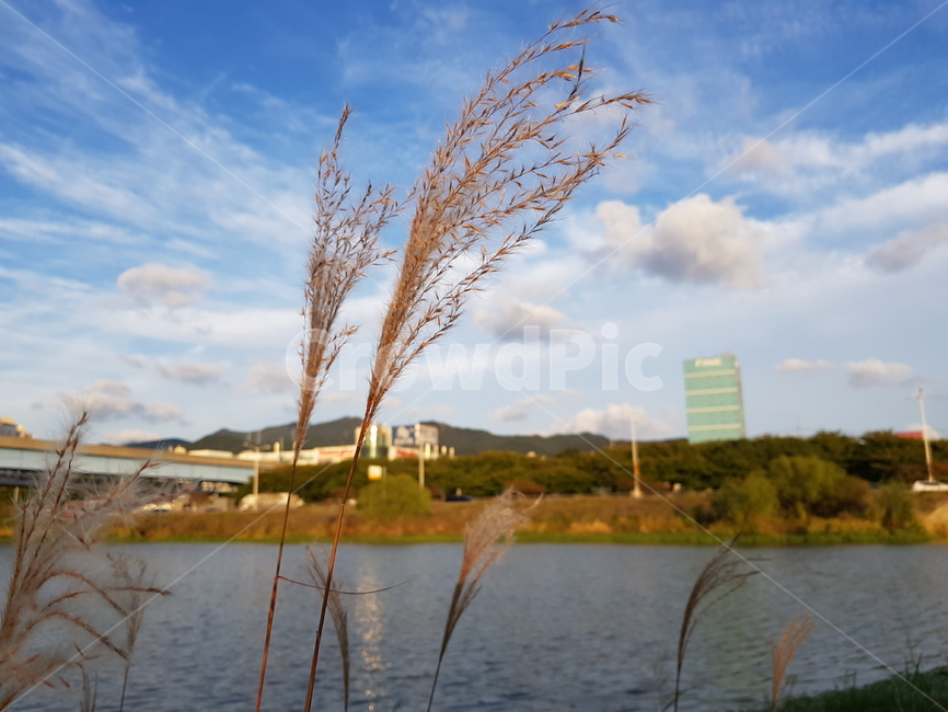 갈대,자연,nature,하늘,구름,강,grass,plant,식물,lawn,잔디,reed,가을,계절,fall,autumn,season