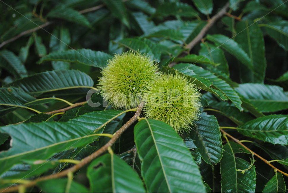 식물,나무,밤,밤송이,자연,초록,밤나무,식물,자연,plants,nature,과일,열매,fruit