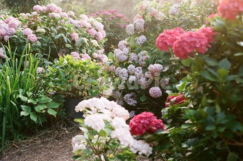 꽃,수국,flower,hydrangea,자연,식물,자연,plants,nature,꽃,flower