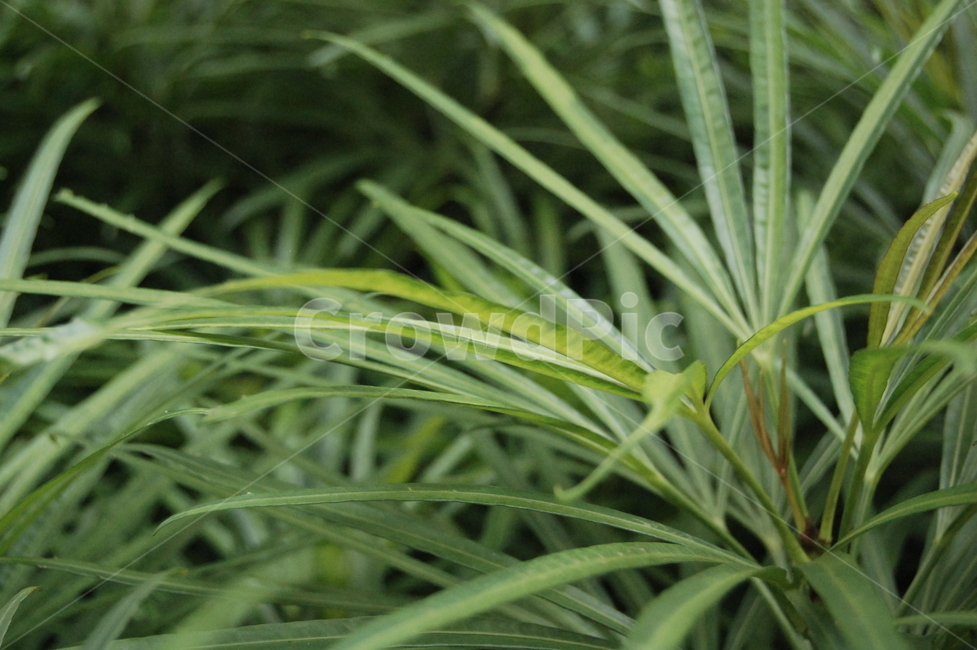 plant,leaf,orchid,난,green,식물,식물,자연,plants,nature
