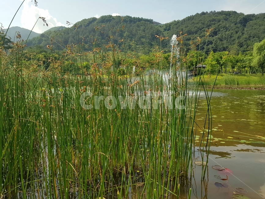nature,자연,outdoors,옥외,water,물