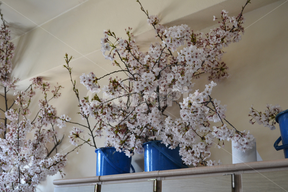 벚꽃,봄,교실,꽃,학교,school,spring,cherryblossom,classroom,사물함,cabinet,식물,자연,plants,nature,꽃,flower,나무,trees,wood