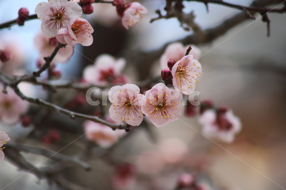 매화,꽃,식물,japaneseapricot,Prunusmume,봄꽃,봄,식물,자연,plants,nature,꽃,flower