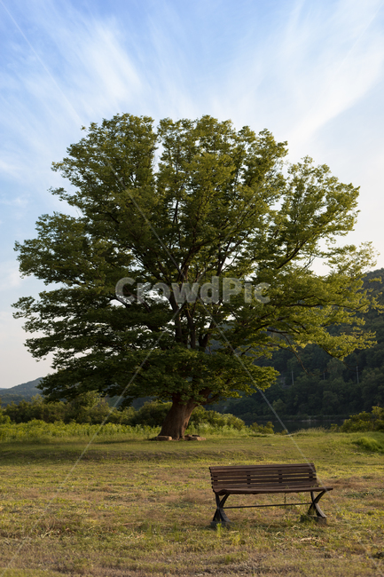 plant,tree,나무,벤치,bench,나무줄기,멋진나무,청정,공원,빈자리,사랑나무,나무한구루,자연,쓸쓸함