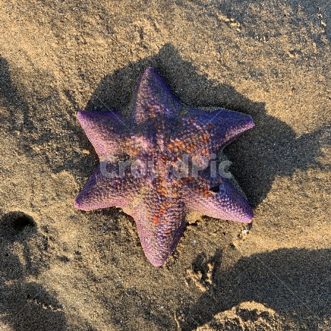바다,불가사리,보라색,바다생물,동물