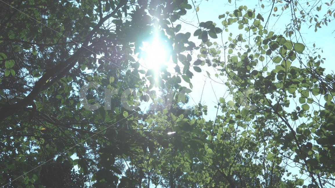 해,나무,자연,landscape,sun,green,tree,휴식,힐링,rest,relaxation,healing,식물,자연,plants,nature