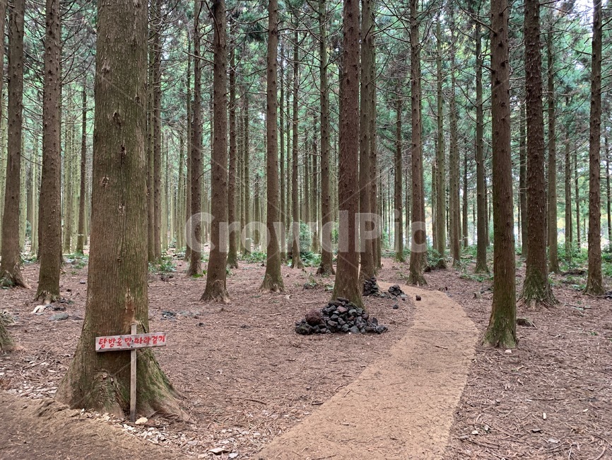 나무,숲,숲길,산책로,사려니숲길,피톤치드,tree,비자림로,비자림,편백나무,삼나무,숲속,산책,자연,풍경,nature,landscape,나무,trees,wood,ground,바닥,plant,식물,vegetation,초목,outdoors,옥외,forest,land,땅,woodland,삼림지