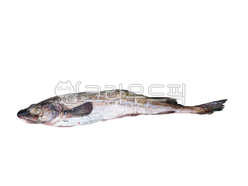 동태,생선,배경,png,투명배경,냉동생선,냉동,음식,황태,수산물,해산물,식재료,dongtae,fish,background,transparentbackground,frozenfish,food,driedpollack,aquaticproducts,seafood,ingredients