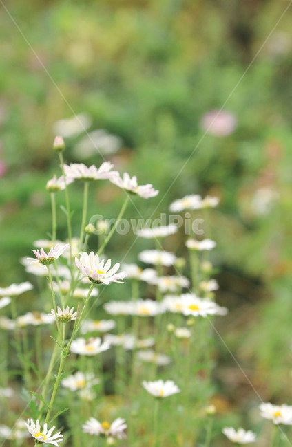 꽃,하얀꽃,흰꽃,감성,자연,nature,flower,배경,gardon