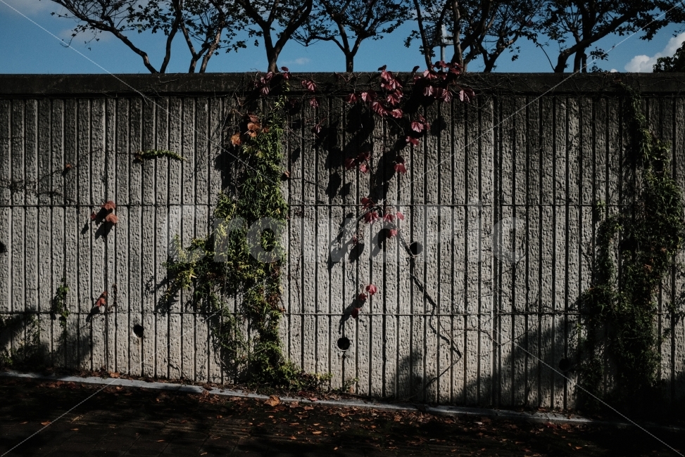 울산,문수구장,가을,하늘,감성,단풍,가을,계절,fall,autumn,season,식물,자연,plants,nature,감성,sensible,feeling,gate,문,wall,벽