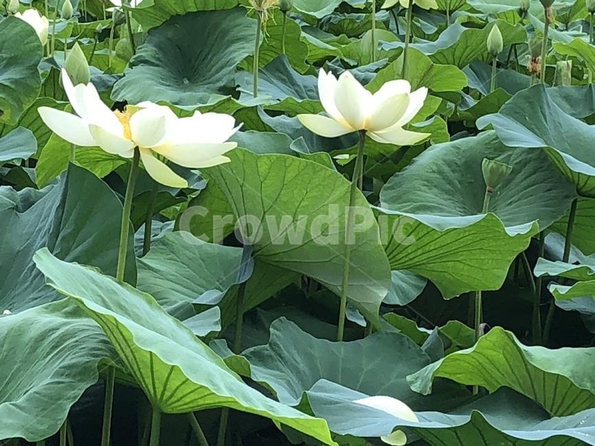 꽃,궁남지,연꽃,연꽃축제,식물