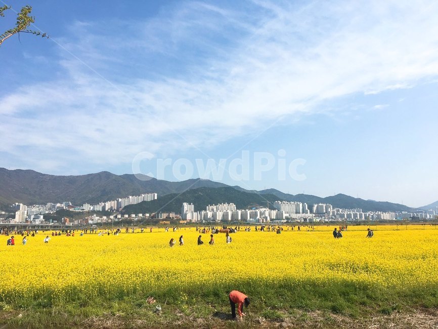 유채꽃,꽃밭,꽃축제,유채꽃축제,노란꽃