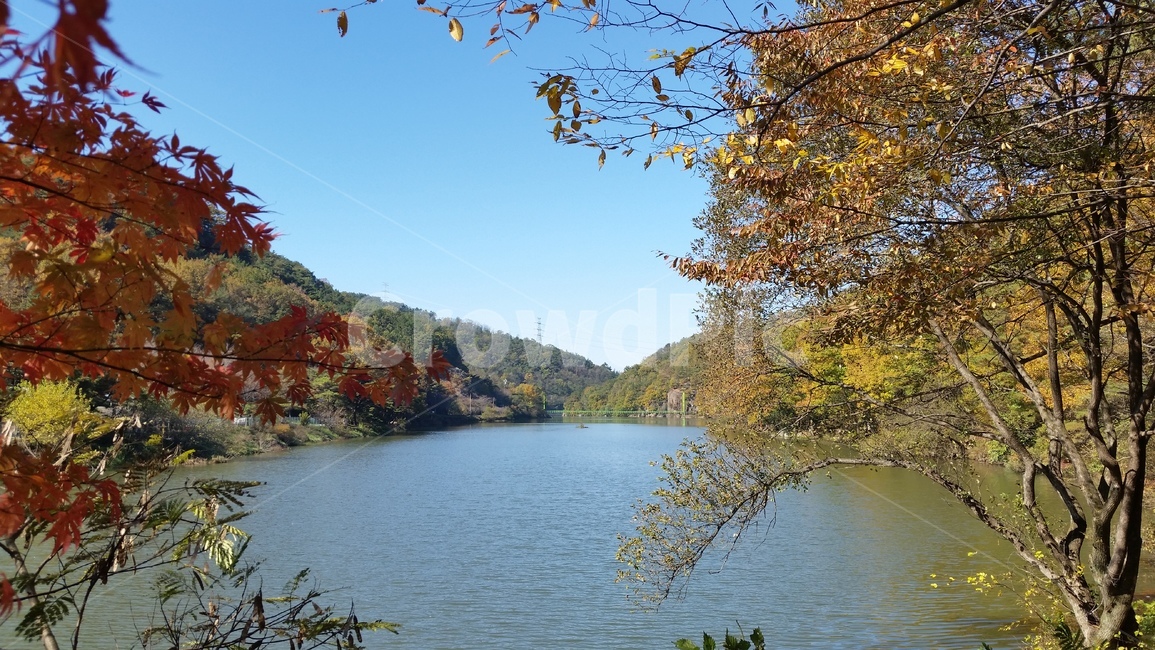가을,낙엽,햇살,산책,단풍,가을,계절,fall,autumn,season,water,물,nature,자연,outdoors,옥외