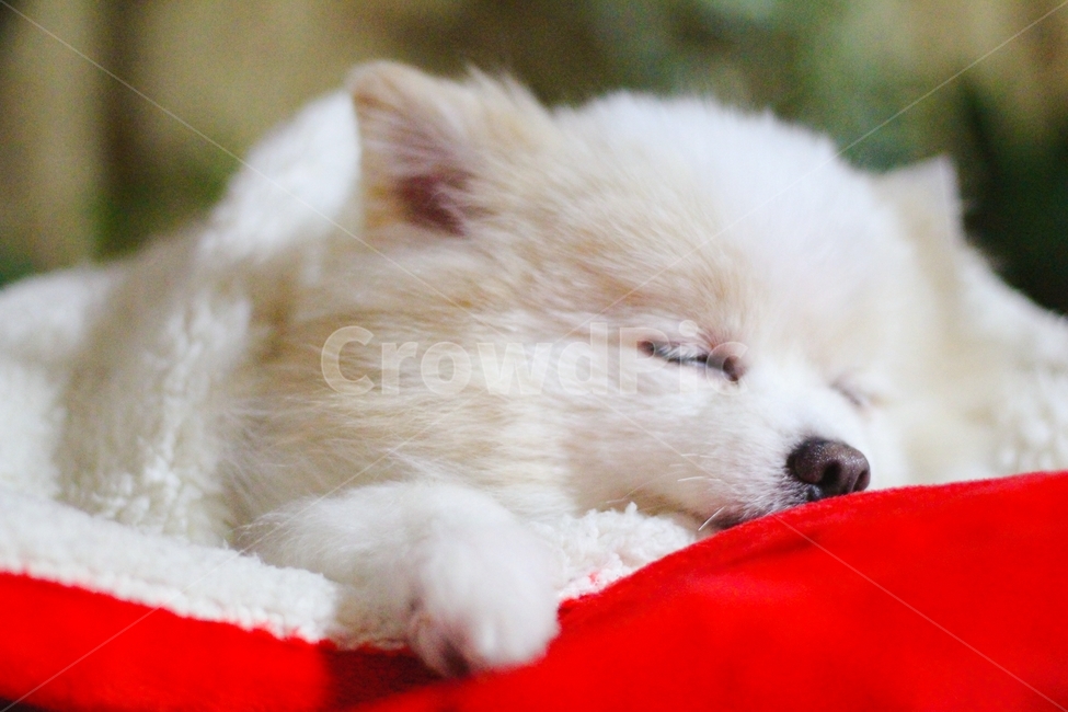 강아지,포메,포메라니안,동물,귀여운동물,동물,animal,포유류,mammal,개,강아지,dog,doggy