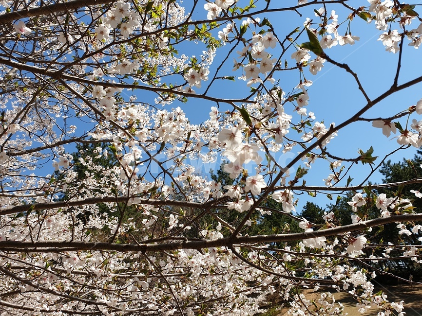 plant,식물,flower,blossom,꽃,벗꽃,꽃나무,벗꽃나무