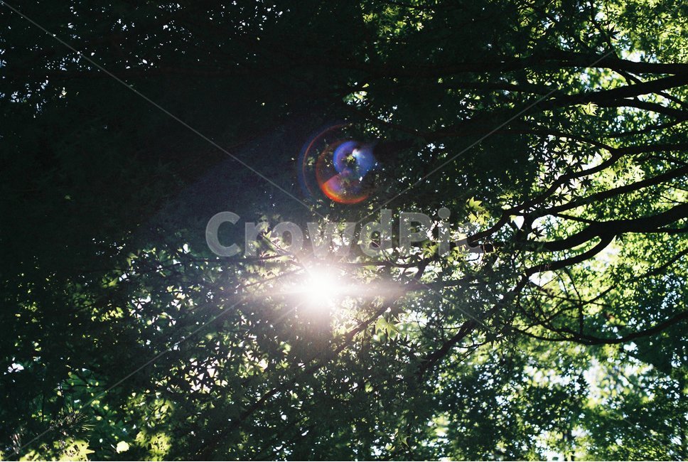 자연,햇빛,나무,필름사진,풍경,filmphotograpy,tree,sunshine,nature,자연,풍경,nature,landscape,휴식,힐링,rest,relaxation,healing