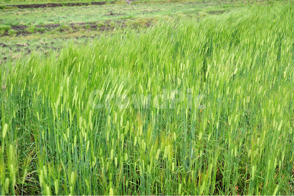 벼,논,농사,수확,가을,쌀,여름,식물,자연,plants,nature,산업,industry,industrial,농업,농사,agriculture,farming,farming industry
