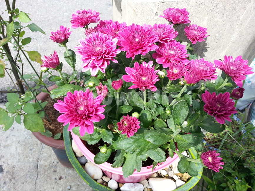 국화,빨강색,화분,식물,여름,꽃재배,원예,식물,자연,plants,nature,꽃,flower