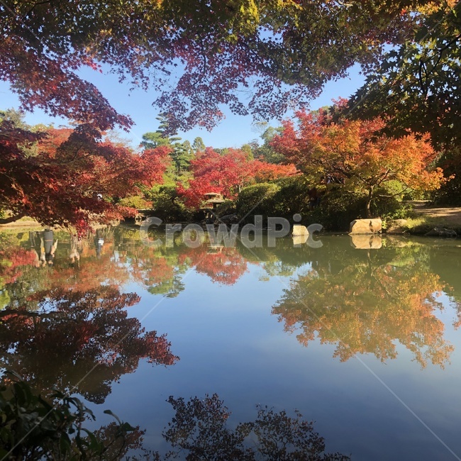plant,식물,tree,나무,maple,단풍,leaf,잎,가을,물,자연,nature