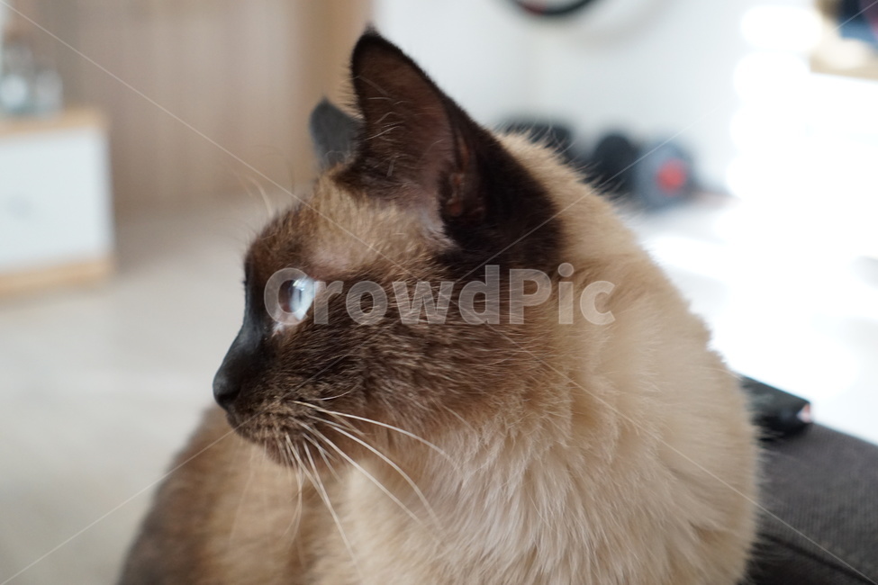 고양이,샴고양이,반려묘,집고양이,옆모습,동물,animal,포유류,mammal,고양이,cat,kitten,kitty