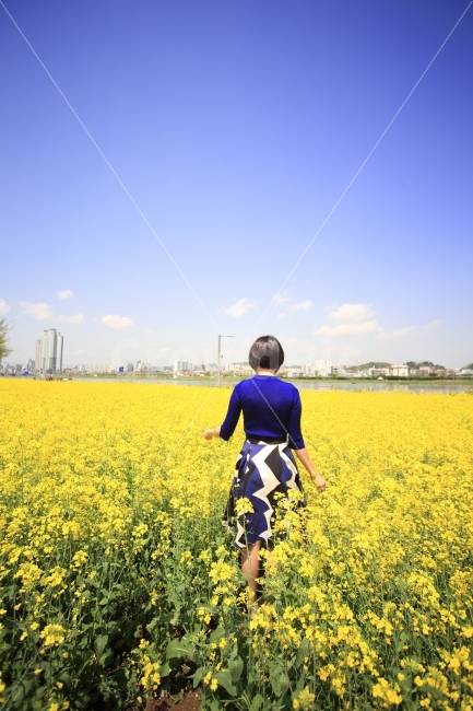 유채꽃,여자,색대비,울산,태화강,자연,풍경,nature,landscape,봄,계절,spring,season,사람,인물,인간,human,person,여성,여자,woman,female,lady,field,들