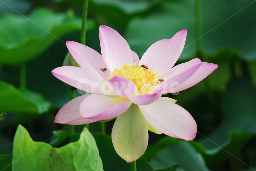 꽃,연꽃,관곡지,불교,여름,식물,자연,plants,nature,꽃,flower,동물,animal,곤충,벌레,insect,bug