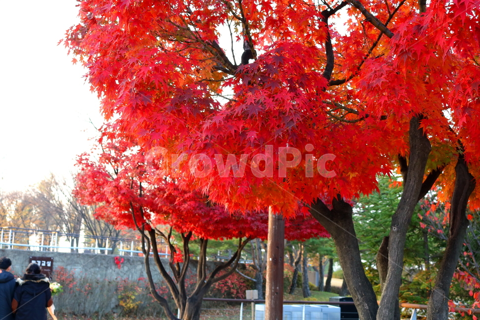 단풍,단풍나무,나무,식물,가을,자연,가을,계절,fall,autumn,season,식물,자연,plants,nature,나무,trees,wood,plant,tree,maple,leaf,잎