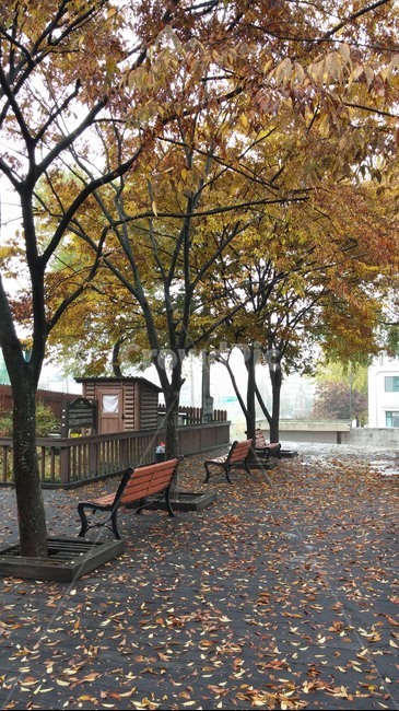 가을,단풍,길거리,관광,자연