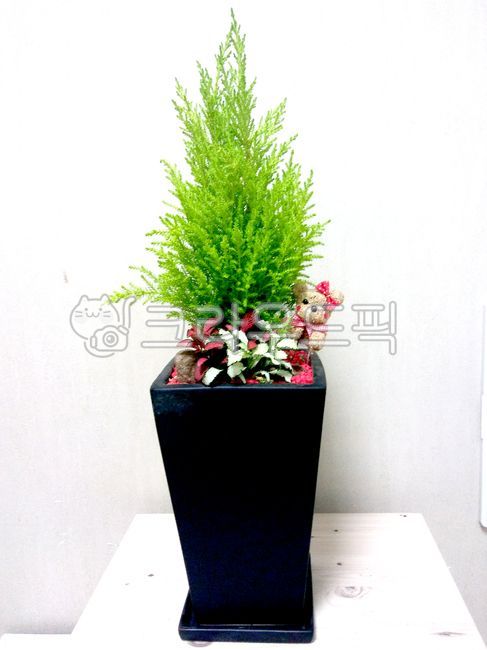나무,측백나무,율마,윌마,골드크리스터,tree,식물,화분,plant