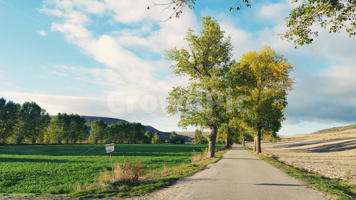 산티아고,순례길,까미노,트레킹,나무,힐링,산책길,tree,santiago,자연,풍경,nature,landscape,plant,식물,tree trunk,나무 줄기