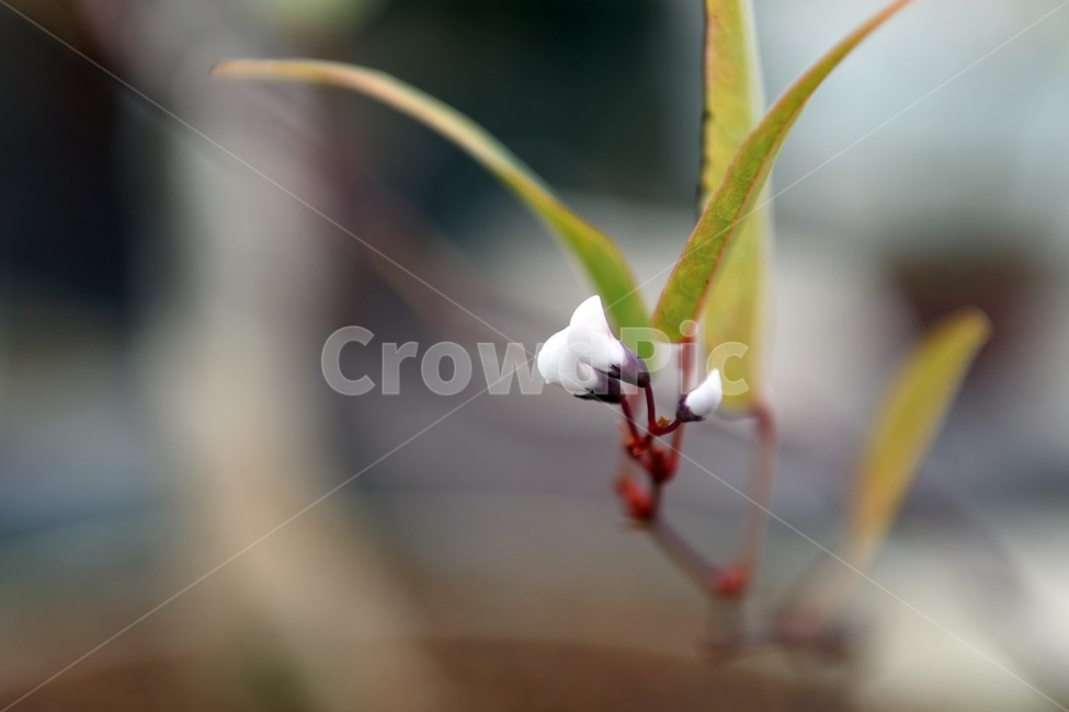 식물,꽃,감성사진,자연,flower,꽃사진,봄,봄꽃,계절,감성,4월,spring,힐링,자연풍경,풍경,봄,계절,spring,season,식물,자연,plants,nature,꽃,flower,plant,blossom