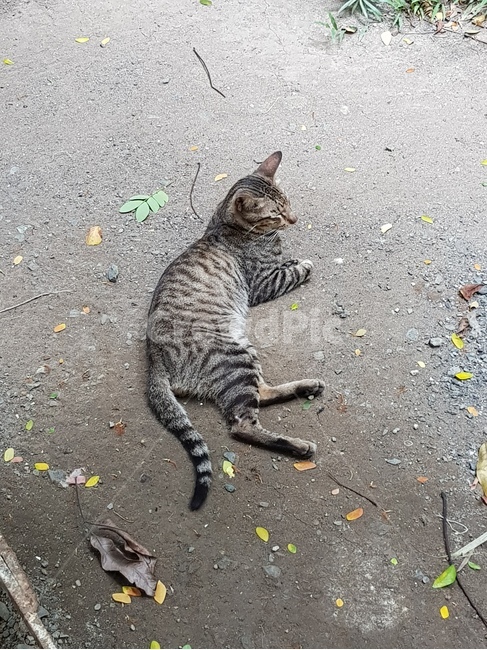 고양이,동물,길냥이,개냥이,복세편살,동물,animal,포유류,mammal,고양이,cat,kitten,kitty