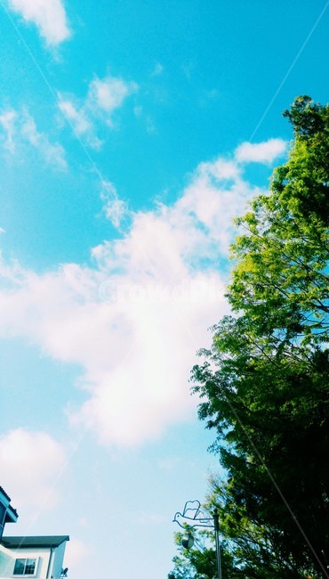 하늘,구름,나무,풍경,맑음,sunshine,sky,cloud,blue,flare,플레어,tree,빛,light,자연,풍경,nature,landscape,tree,plant,식물