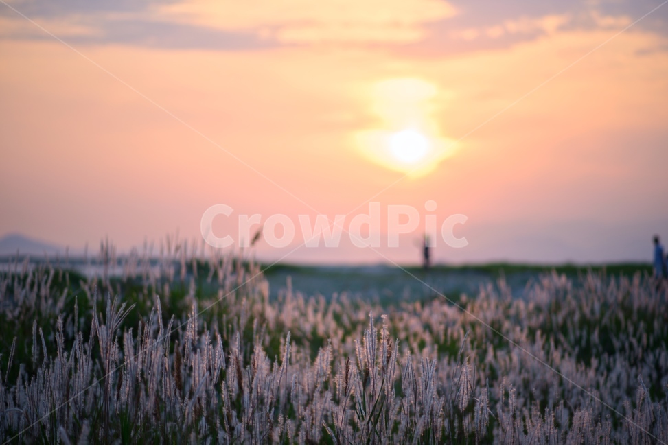 노을,일몰,태양,억새풀,풍경,자연,풍경,nature,landscape,plant,식물