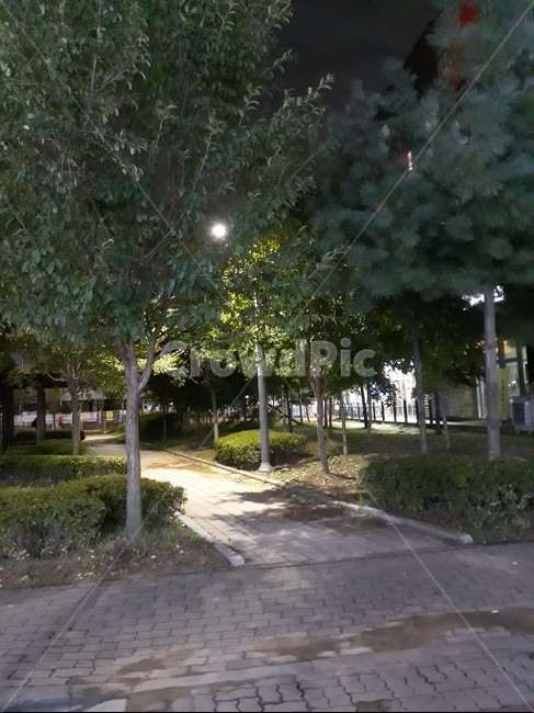 배경,나무,식물,도로,자연