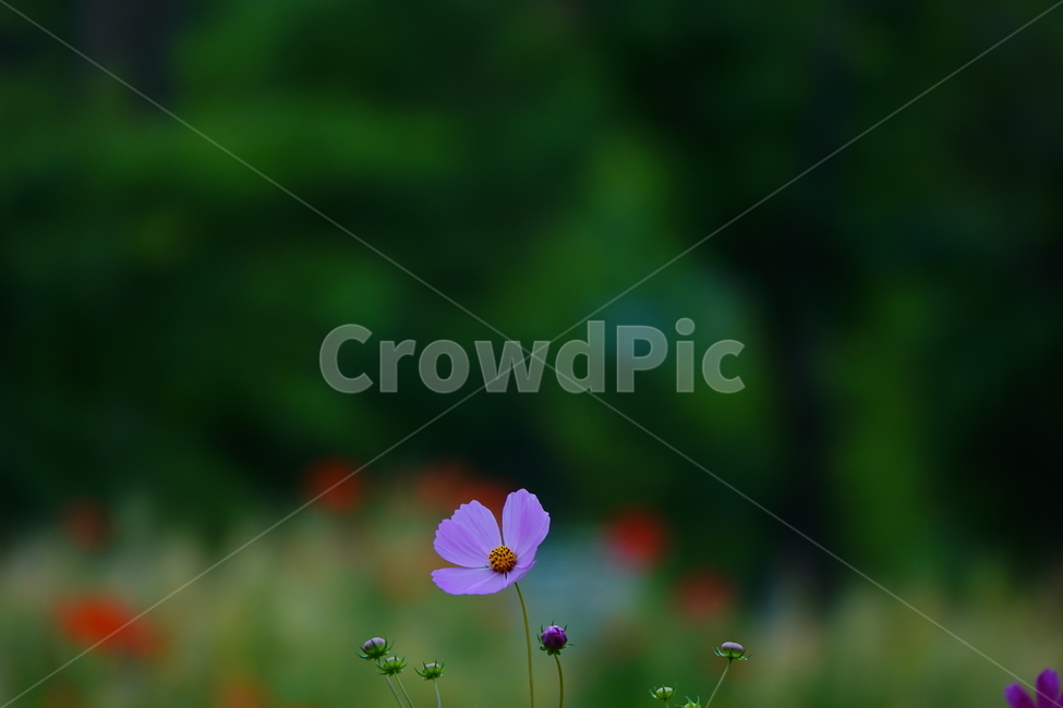 꽃,식물,flower,plant,코스모스,공원,꽃밭,가을