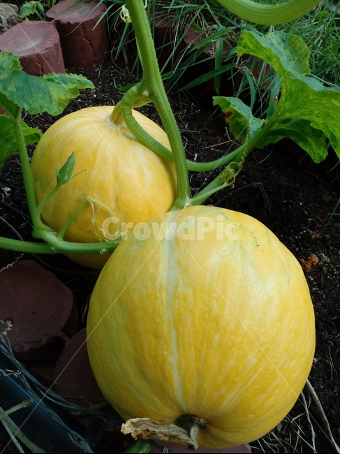 호박,plant,식물,pumpkin,덩굴성일년생초본식물