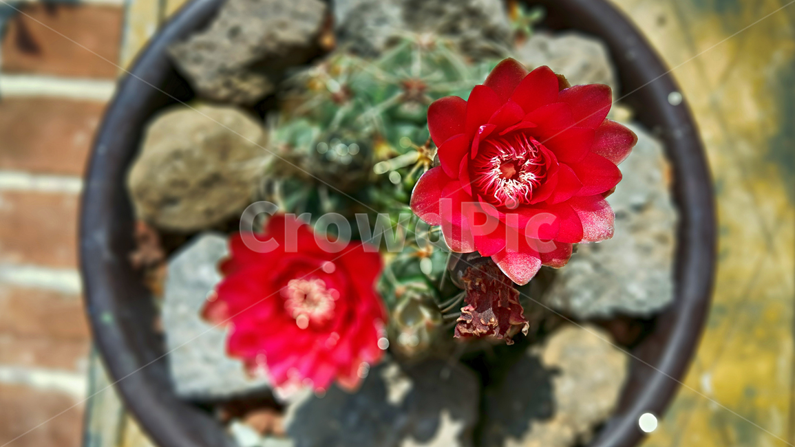 비화옥선인장,비화옥선인장꽃,꽃,flower,plant,식물,화분
