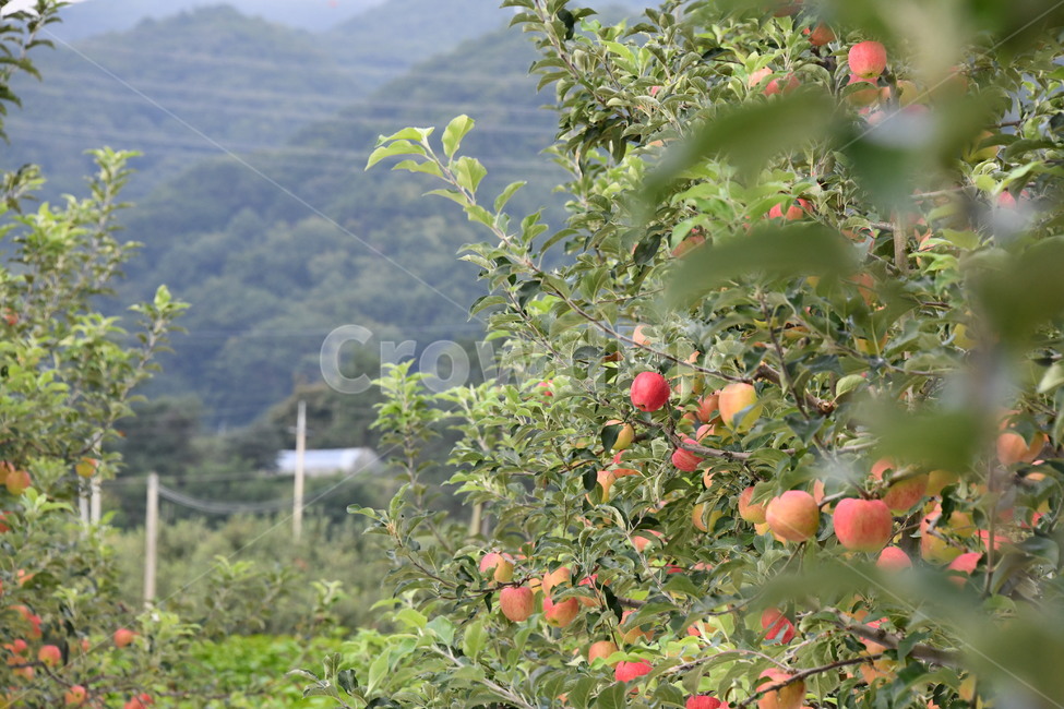 사과,과일,음식,plant,apple,과수원,식품,과일,열매,fruit